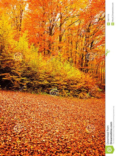 Autumn Forest Fall Nature Stock Photo Image Of Trees