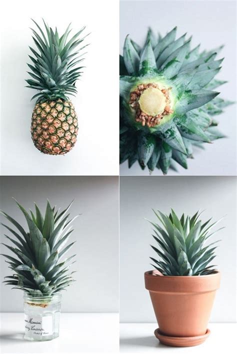 Express O Grow Your Own Pineapple Plant