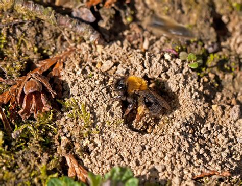 How To Get Rid Of Ground Bees In Your Lawn Lawn Phix