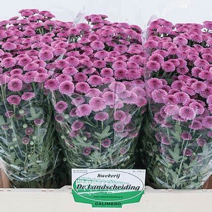 Upbeat and full of energy, it is a popular choice available in two sizes. CHRYSANTHEMUM SANTINI CALIMERO DARK PINK 55cm | Wholesale ...