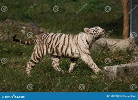 Playful Young White Tiger Cub In India Stock Image Image Of Feline