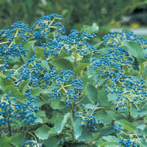 The Beautiful Berry 9 Garden Shrubs For Fall And Winter Florals