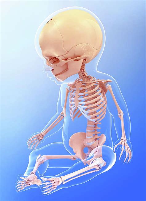 Babys Skeletal System Photograph By Pixologicstudio Fine Art America