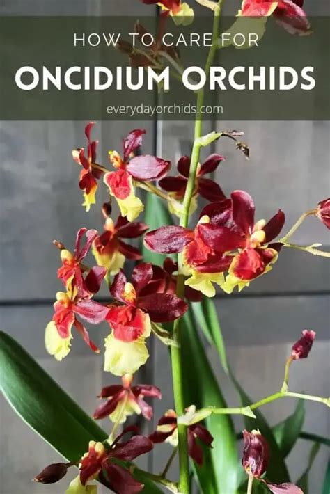 How To Grow And Care For Oncidium Orchids Artofit
