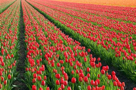 Tulips Tulip Field Free Photo On Pixabay Pixabay