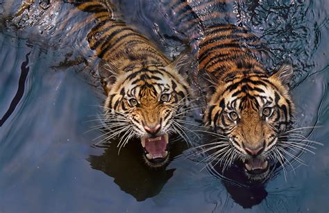 Tiger Photography 30 Tigers Photos That Will Leave You