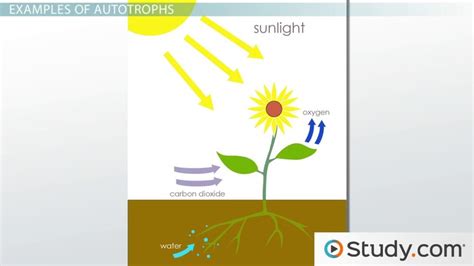 Autotroph Definition And Examples Lesson