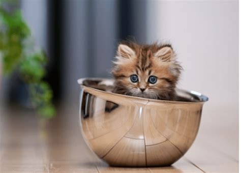 The Top 100 Most Adorable And Cute Cat Names Cute Cat Names Cat Photos
