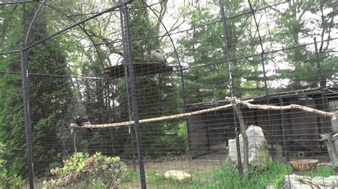 Ct Bucket List Day 2 Beardsley Zoo Andea Condors Youtube
