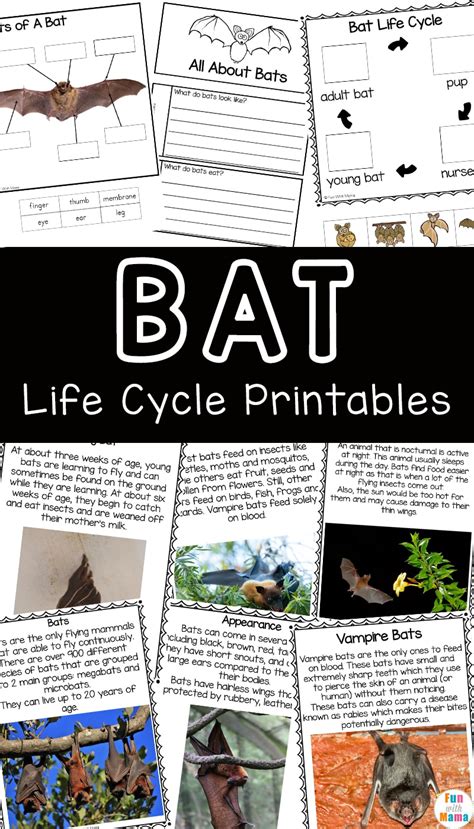 Bat Facts For Kids Fun With Mama