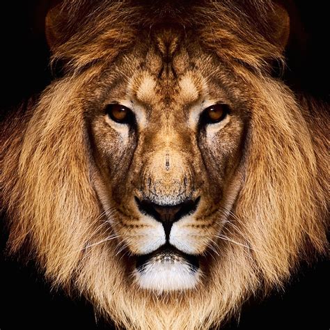 Download King Lion Hd Wallpaper For Ipad Air