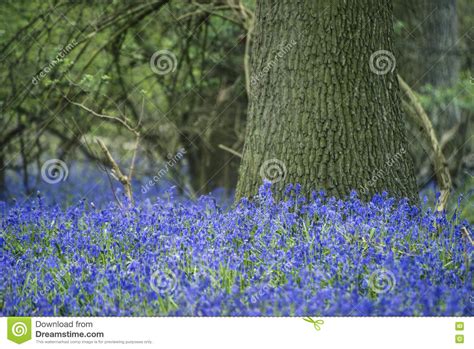 Stunning Landscape Image Of Bluebell Forest In Spring Stock Image