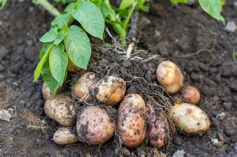 How To Plant And Grow Potatoes When To Harvest Potatoes Hgtv