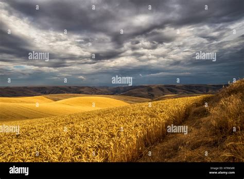 Golden Wheat Fields On Rolling Hills With Storm Clouds In The Distance