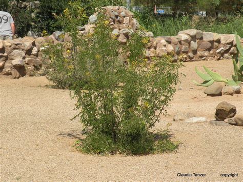 Claudia Tanzer Photographer Arizona Desert Plants