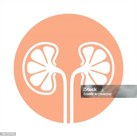 Kidney Stock Illustration Download Image Now Anatomy Art Care