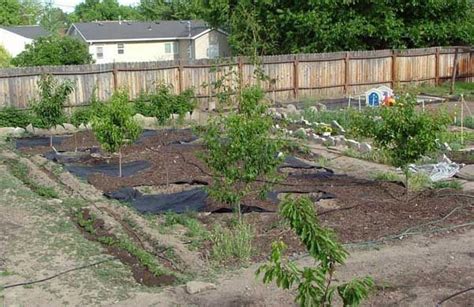 Jun 08, 2021 · spring is a good time to prune a large fruit tree if you want to make it more compact. Compact Orchard | Terraced backyard, Backyard, Planting ...