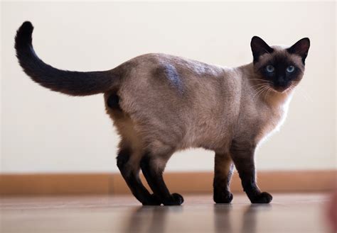 Siamese Cat Great Pet Care
