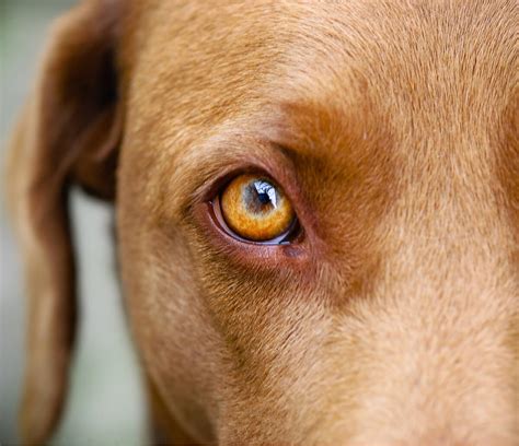 Uveitis Bei Hunden Ursachen Symptome Und Behandlungen