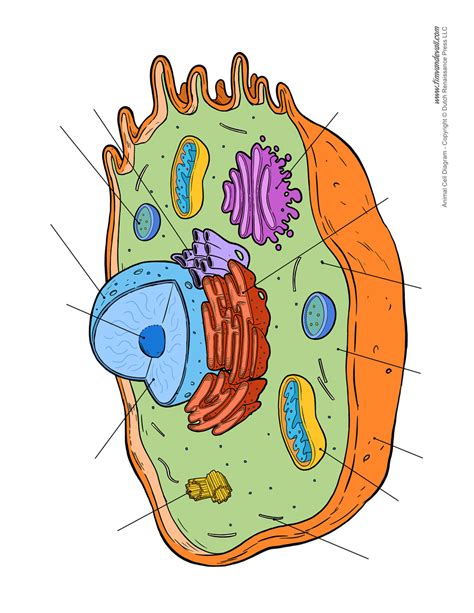 Blank Animal Cell Diagram Tims Printables Clipart Best Clipart Best