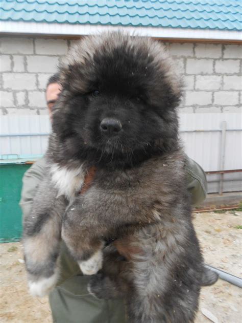 Caucasian Shepherd Russian Prison Dogs Caucasian Shepherd Puppies For