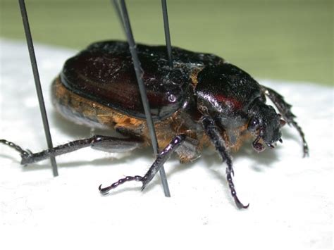 Beetle Speciment For Identification Biological Science Picture