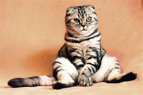 Top 10 Cutest Cat Breeds In The World 2021 Pet Territory
