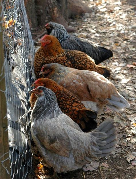 In the u.s., we're seeing an explosion of backyard chickens in when considering raising backyard chickens, first determine if they are allowed in your area. Love Your Garden Keep A Flock Of Backyard Chickens