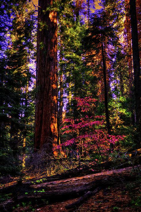 In The Giant Forest Photograph By Roger Passman Fine Art America