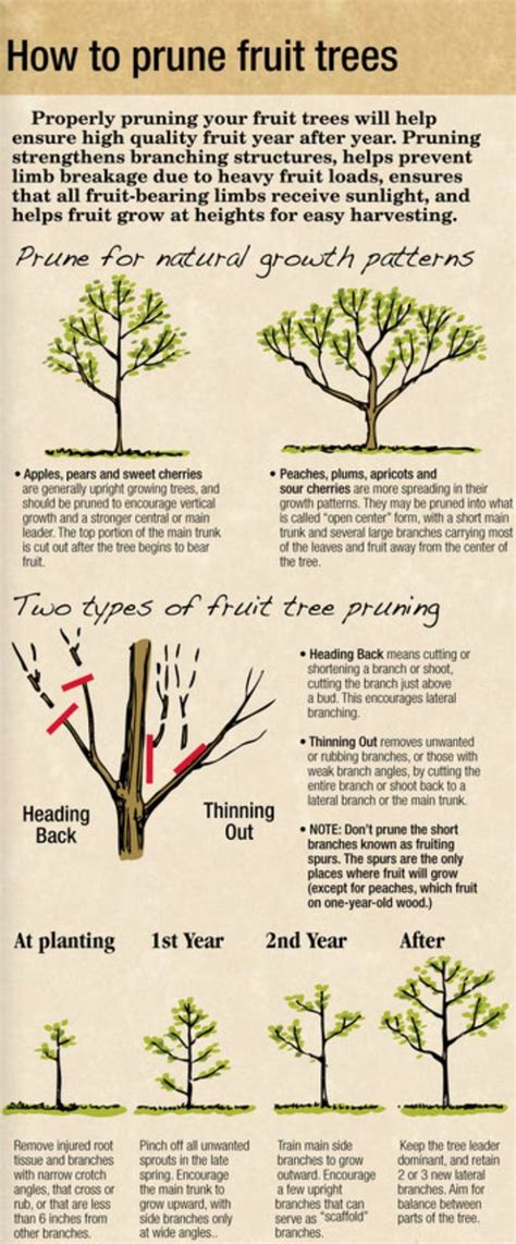 How To Prune Fruit Trees Garden Pinterest