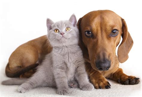 Denk aan je veiligheid en gezondheid. Kat en hond, gaat dat samen? | infobron.nl