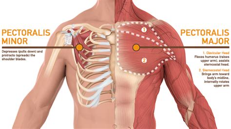 This muscle group is responsible for pushing movements and interacts synergistically with the anterior deltoid of the shoulder and. Chest Anatomy: What Are The Muscles And What Do They Do in ...