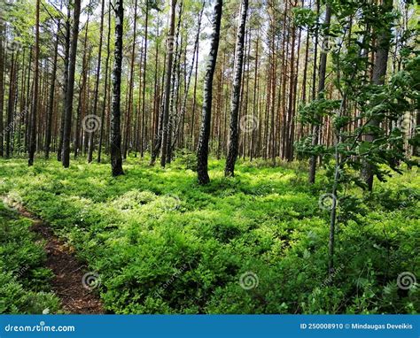 Rekyva Forest During Sunny Summers Day Stock Photo Image Of Summers