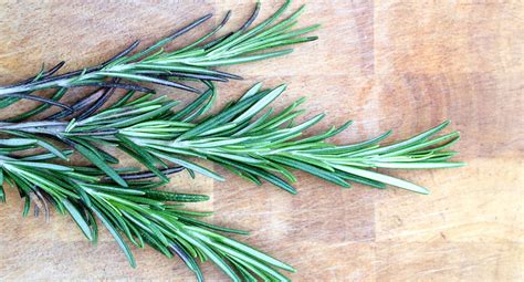 How To Propagate Rosemary Better Homes And Gardens