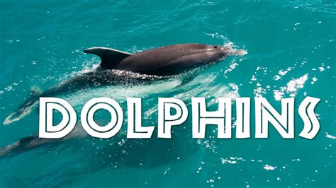 Scientific Classification Of A Dolphin Teach Besides Me