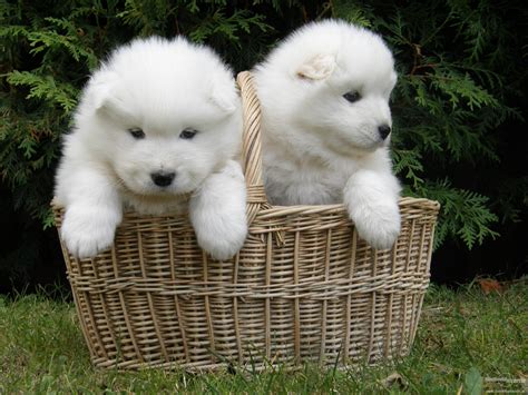 Samoyed Dog Dogs Canine Baby Puppy Wallpaper 2304x1728 766777