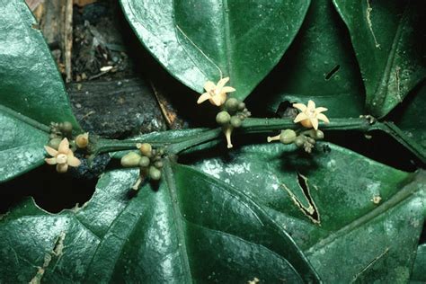 Parasitic Plant Connection Olacaceae