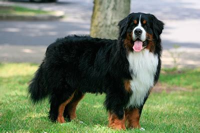 Bernese mountain dogs are friendly, affectionate dogs who thrive with constant company. Bernese Mountain Dog History, Personality, Appearance ...