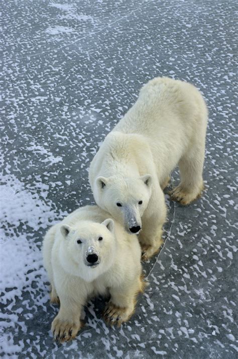 Multimedia Gallery Polar Bear Ancestry Traced To Ireland Image 1