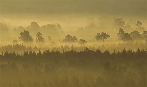Pine Forest On Misty Autumn Morning Rothiemurchus Forest 19330206