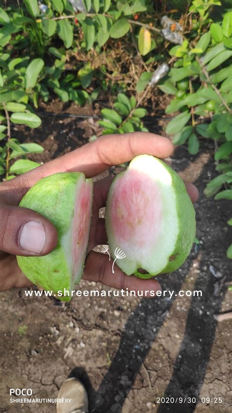 Taiwan Pink Guava Plants Size Fruit Size 300gm To 600gm Rs 25 Piece