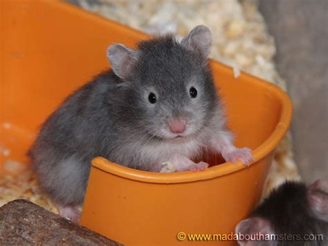This Is A Sable Colored Hamster Adorable Cute Hamsters Hamster