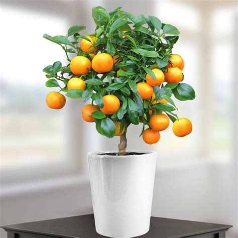 Mini Orange Tree 40cm With Fruit 1 Tree Uk Garden And Outdoors