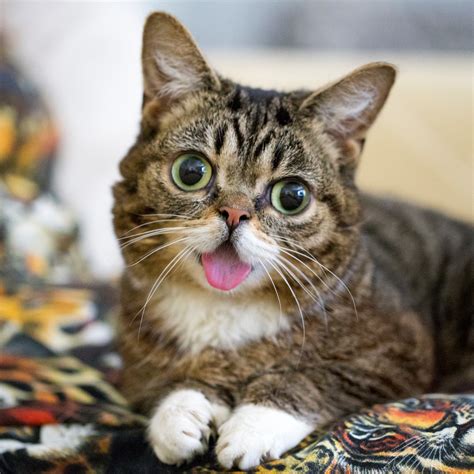 Scientists Have Finally Discovered What Makes Celebrity Cat Lil Bub So ‘magical’ The