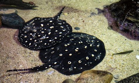 Polka Dot Stingray Fish Facts Potamotrygon Leopoldi Az Animals