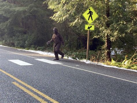 Bigfoot Sightings Abound South Whidbey Record