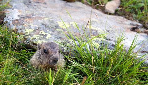 Exmonte murmeltier мазь topf 100мл. Murmeltier Foto & Bild | tiere, wildlife, säugetiere ...