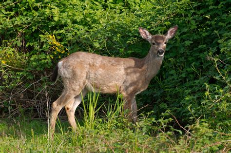 Filewhite Tailed Deer At Marymoor Park Wikimedia Commons