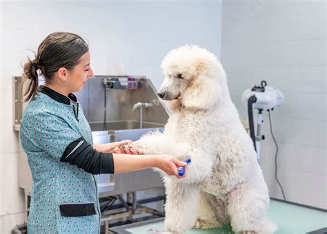 Comment Se Reconvertir Vers Le Métier De Toiletteur Canin Maformation