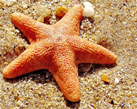 Orange Starfish By Sim Baker Redbubble
